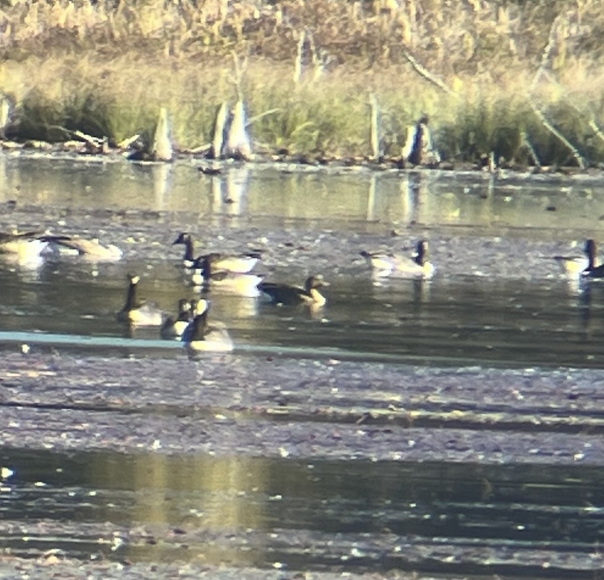 コザクラバシガン - ML643089288