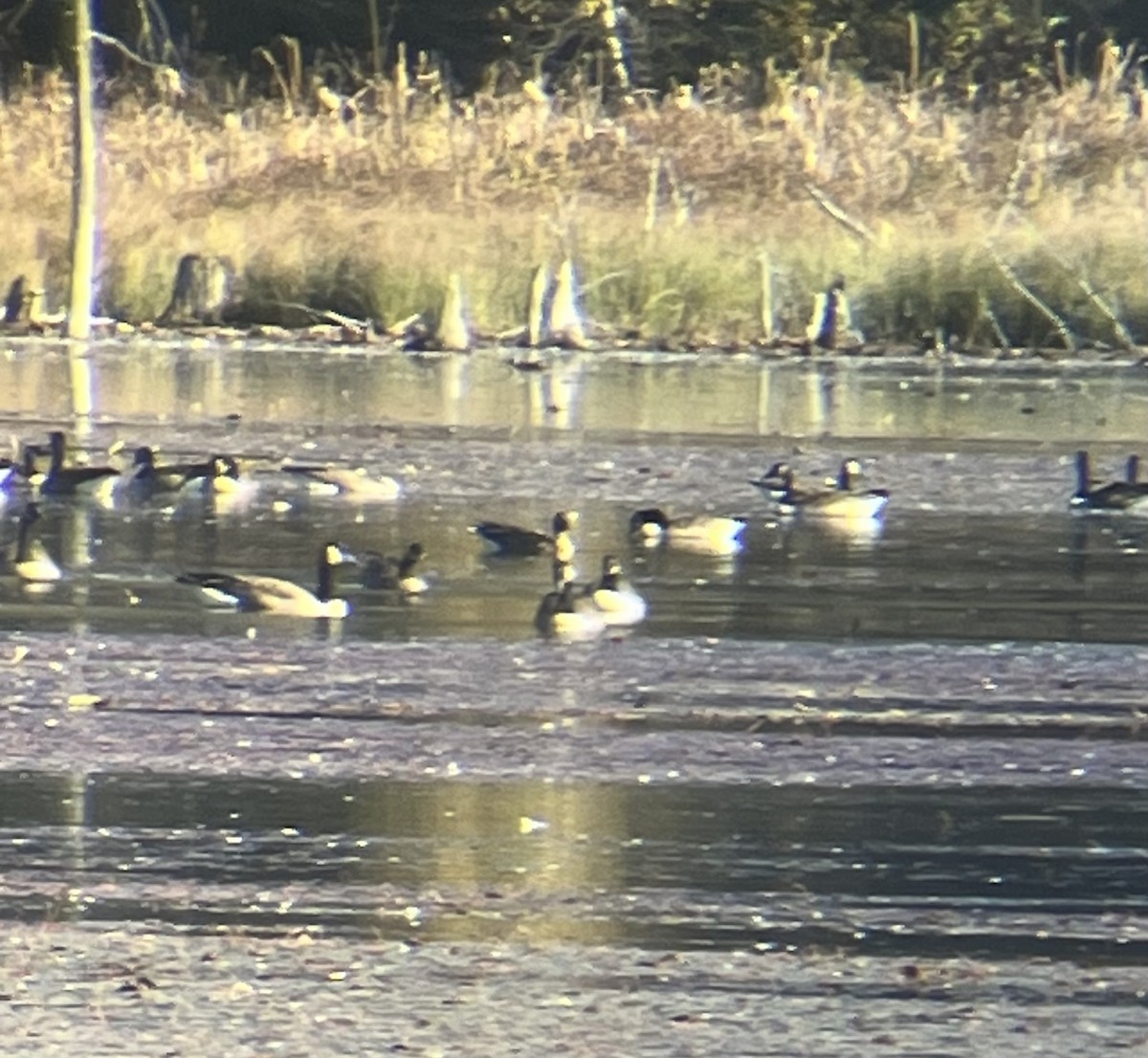 コザクラバシガン - ML643089289