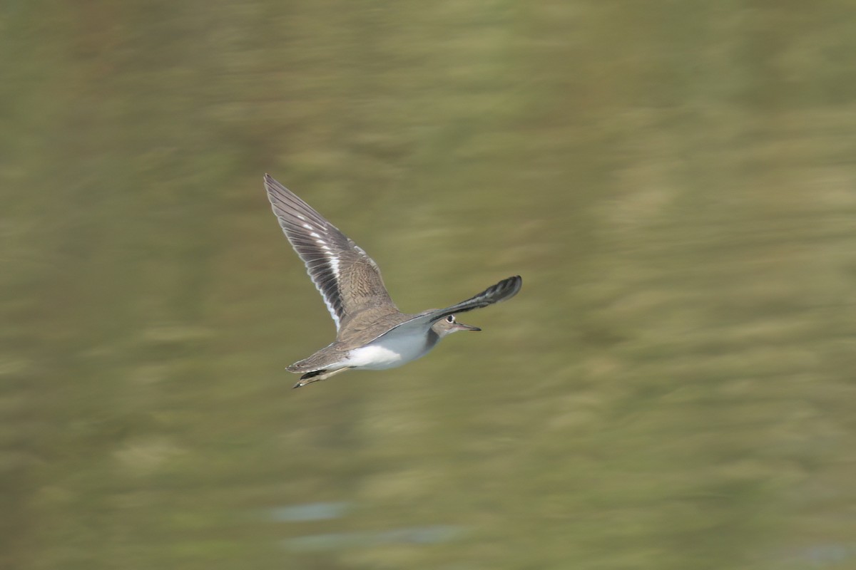Spotted Sandpiper - ML643089292