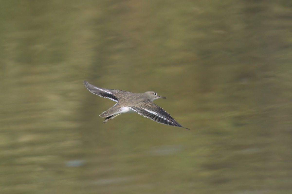 Spotted Sandpiper - ML643089293