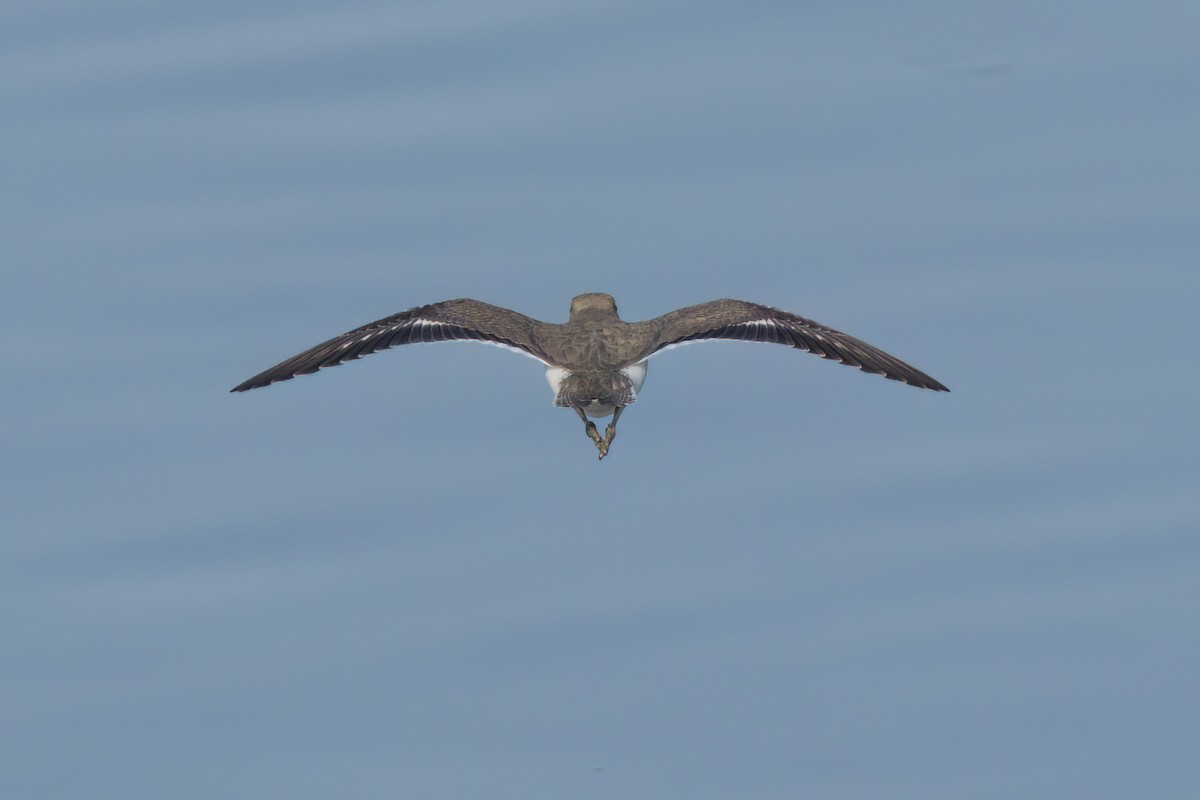 Spotted Sandpiper - ML643089294