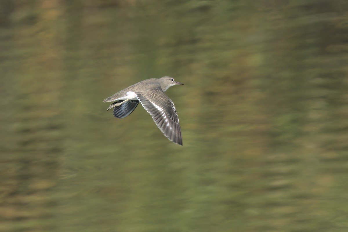 Spotted Sandpiper - ML643089295