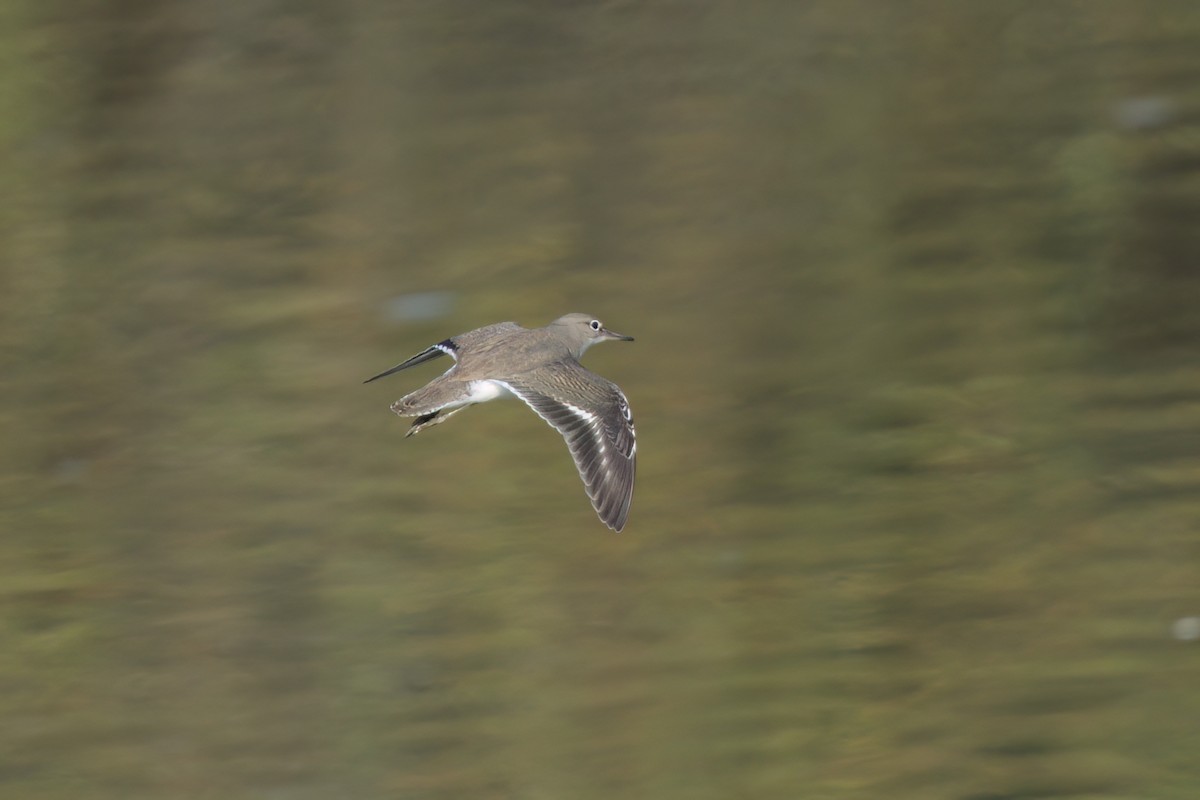 Spotted Sandpiper - ML643089296