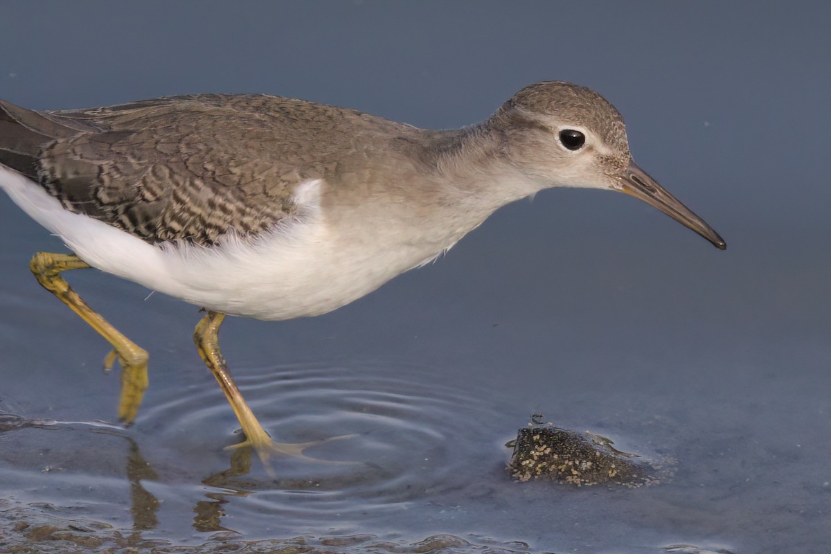 Spotted Sandpiper - ML643089297