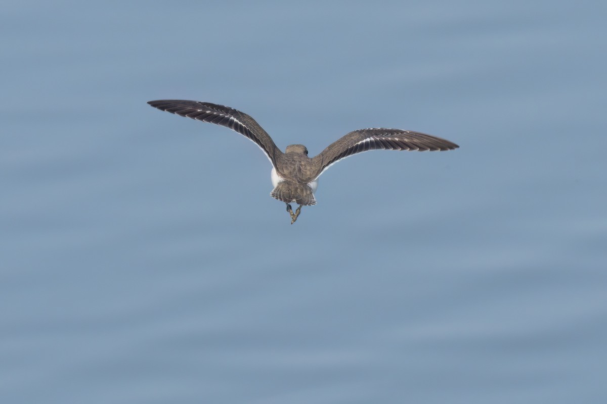 Spotted Sandpiper - ML643089298