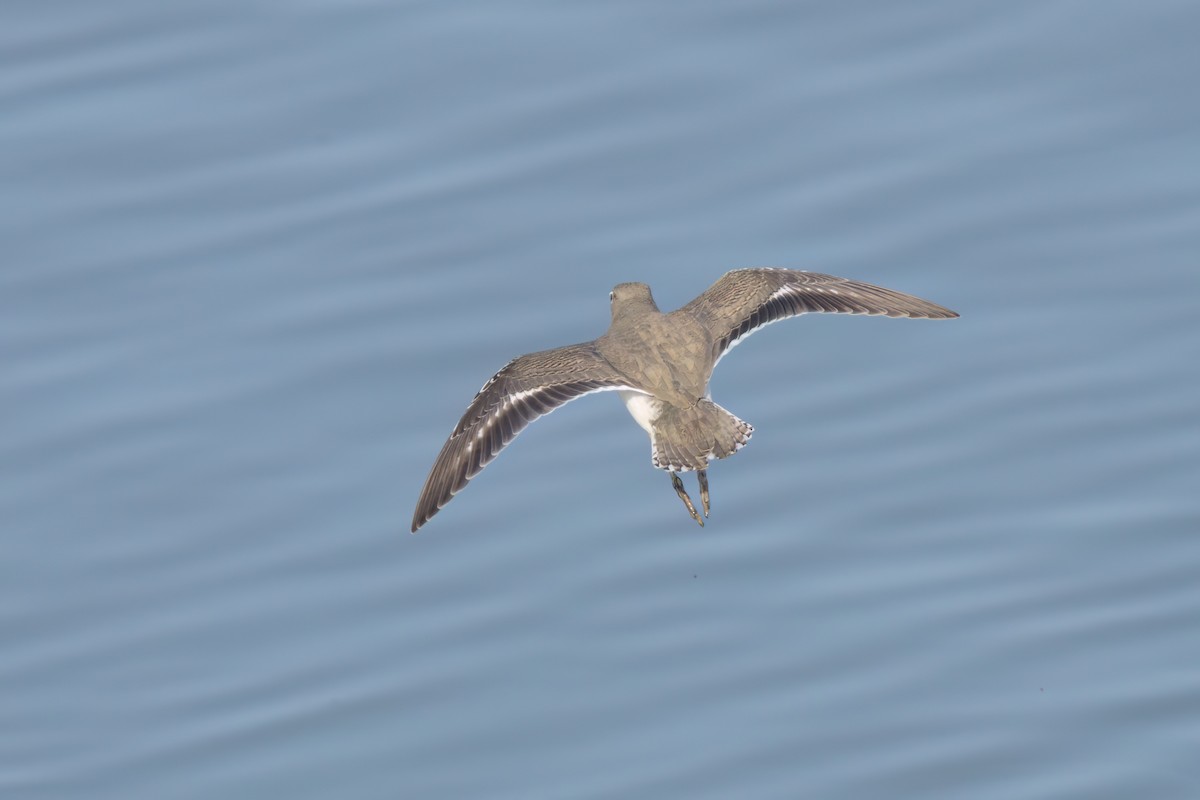 Spotted Sandpiper - ML643089299