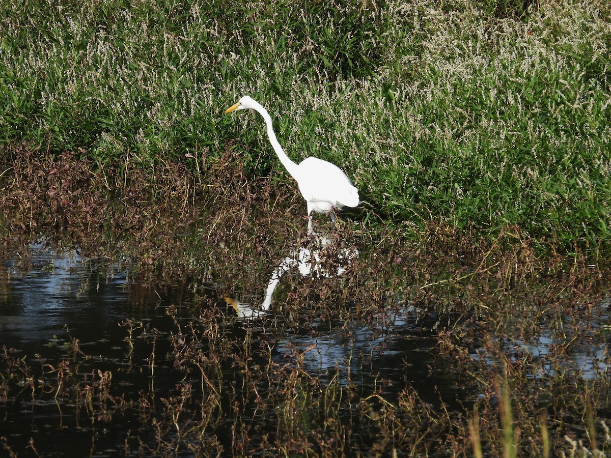 Great Egret - ML643089300