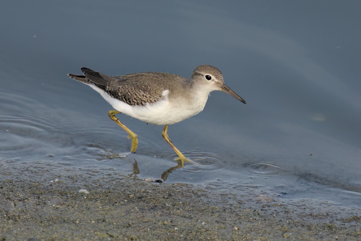 Spotted Sandpiper - ML643089301
