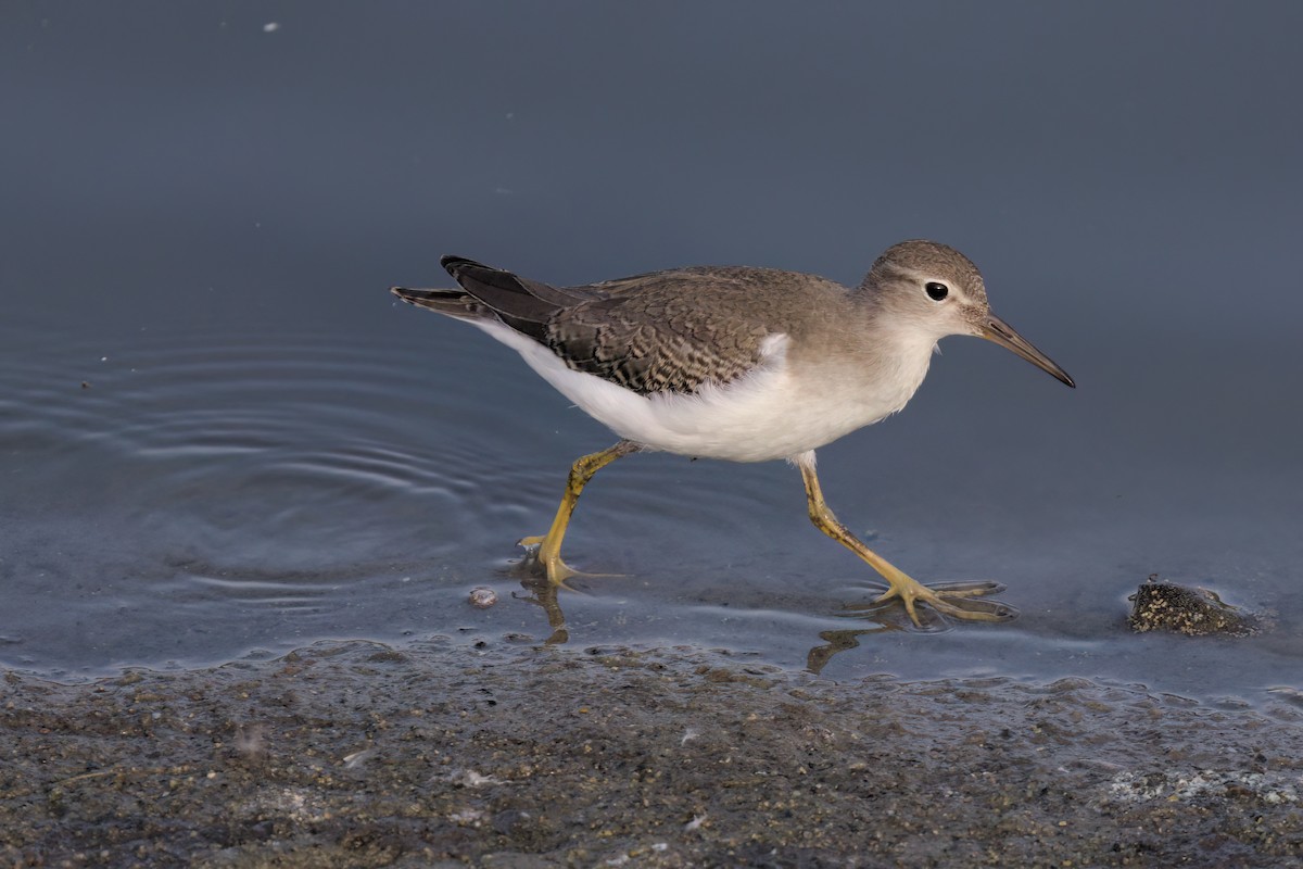 Spotted Sandpiper - ML643089302