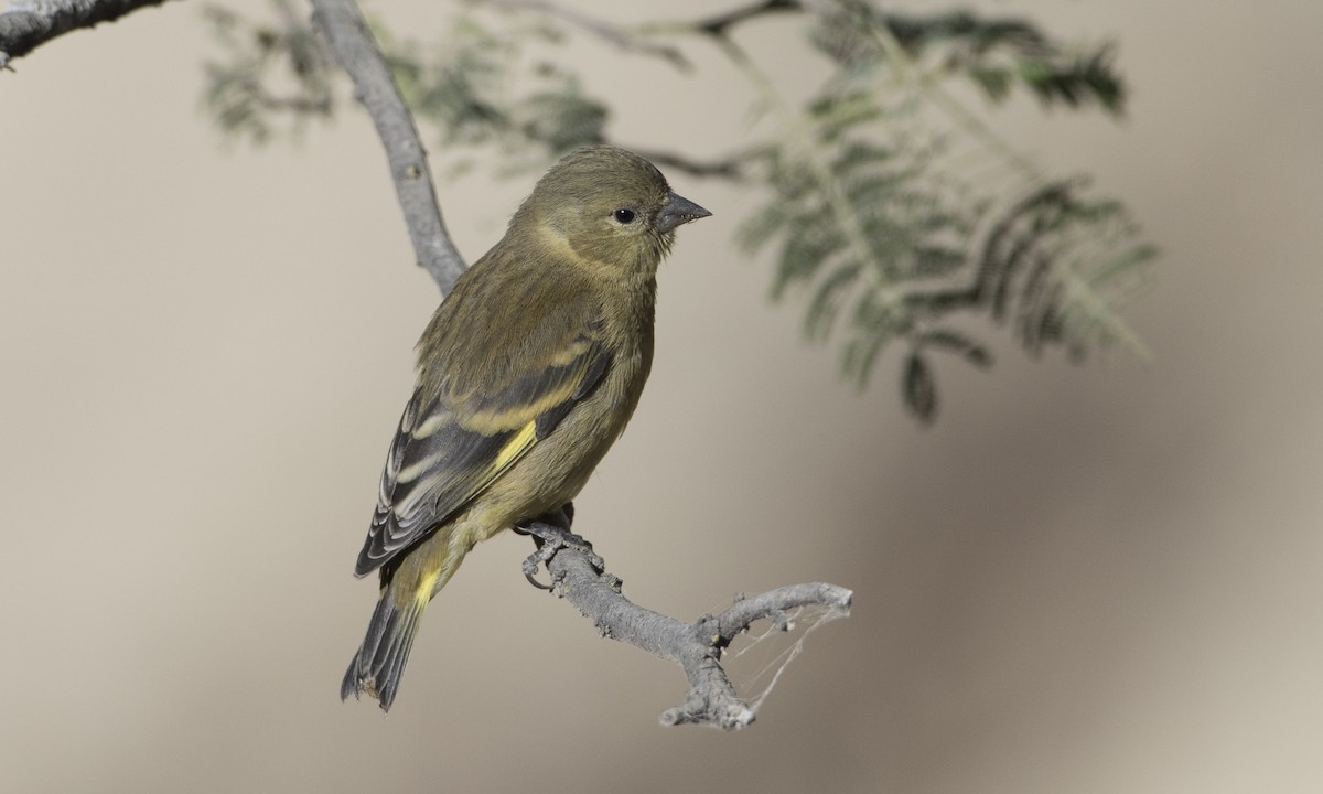 Hooded Siskin - Brian Sullivan