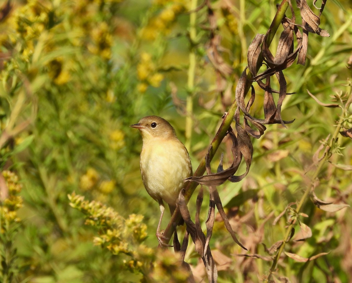 Common Yellowthroat - ML643089314