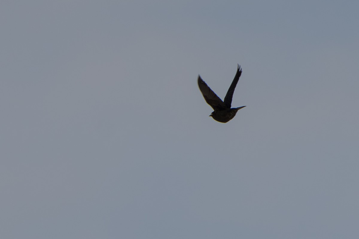 Rusty Blackbird - ML643089315