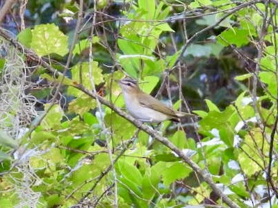 Red-eyed Vireo - ML643089318