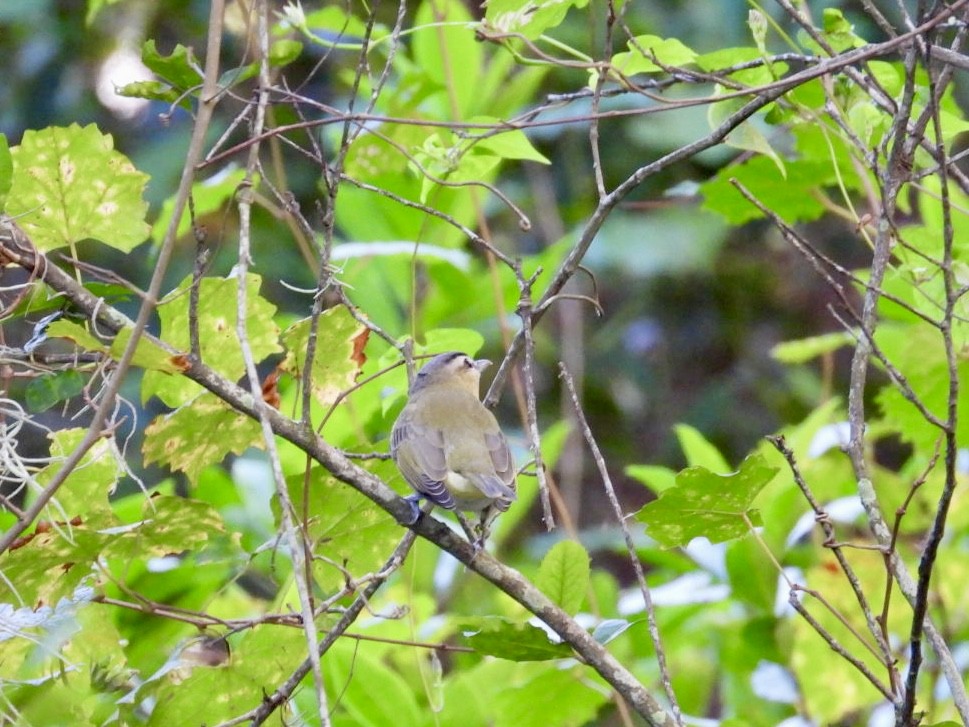 Red-eyed Vireo - ML643089319