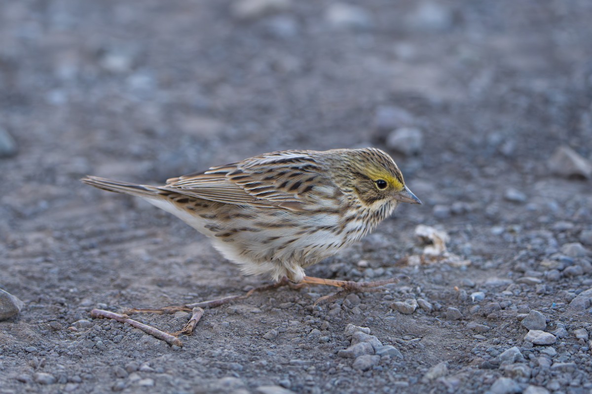 Savannah Sparrow - ML643089323