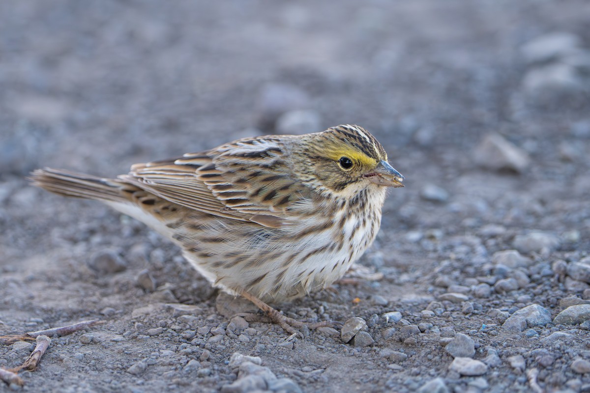 Savannah Sparrow - ML643089324