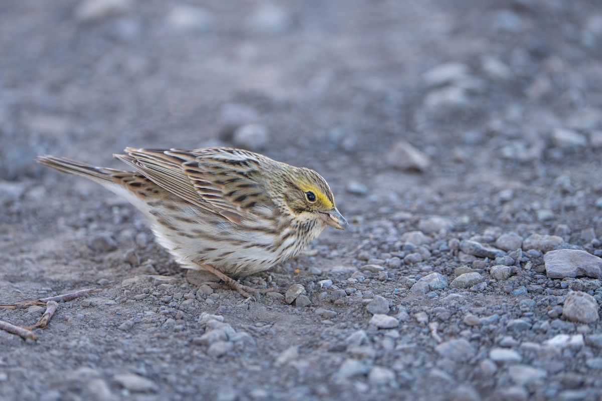 Savannah Sparrow - ML643089325