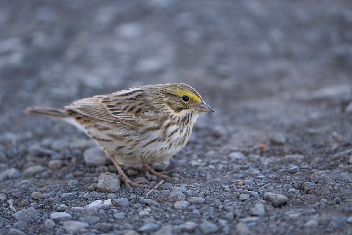 Savannah Sparrow - ML643089326