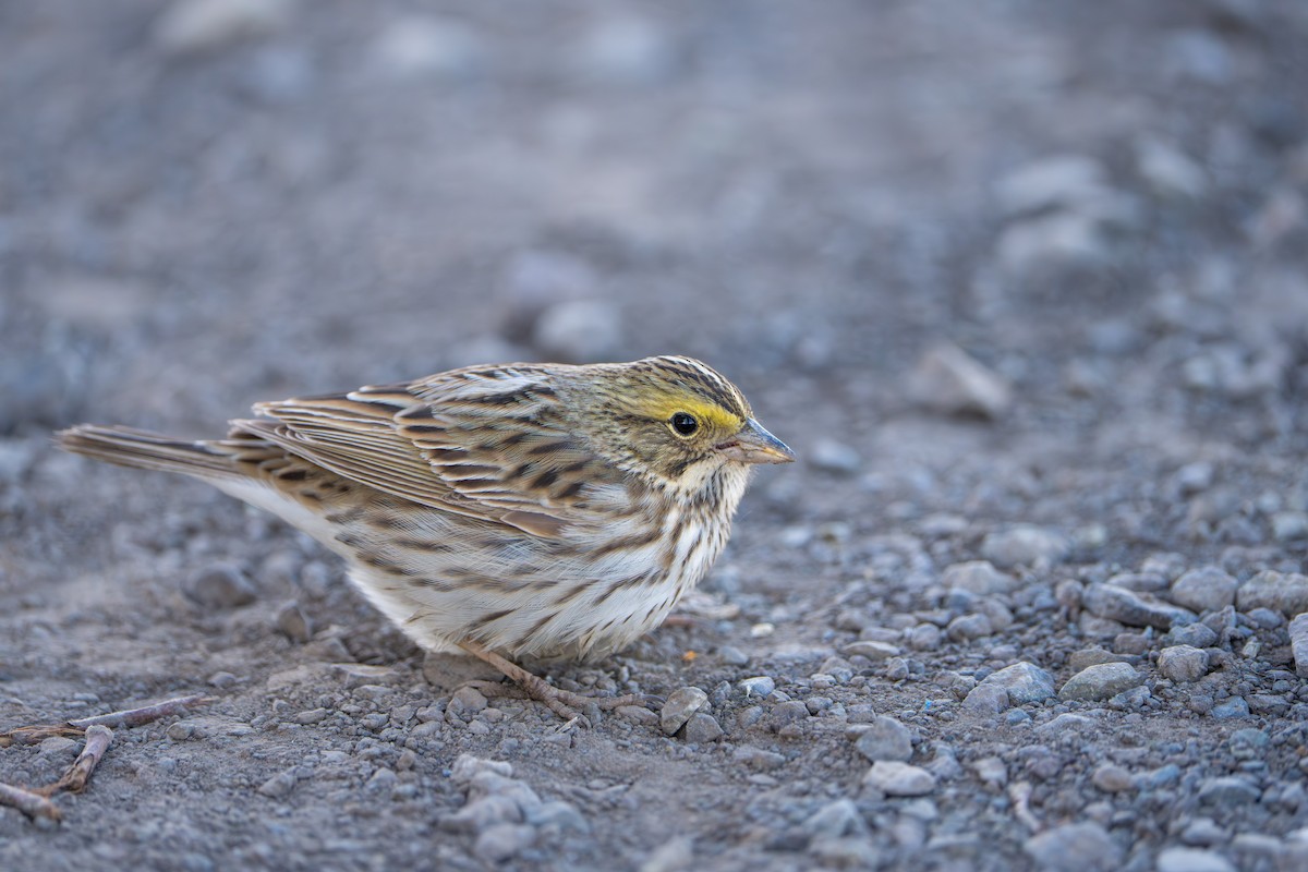 Savannah Sparrow - ML643089327