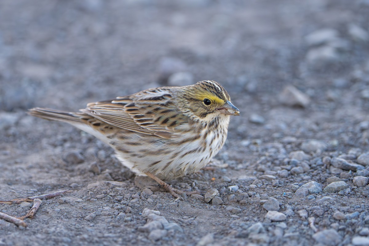 Savannah Sparrow - ML643089328