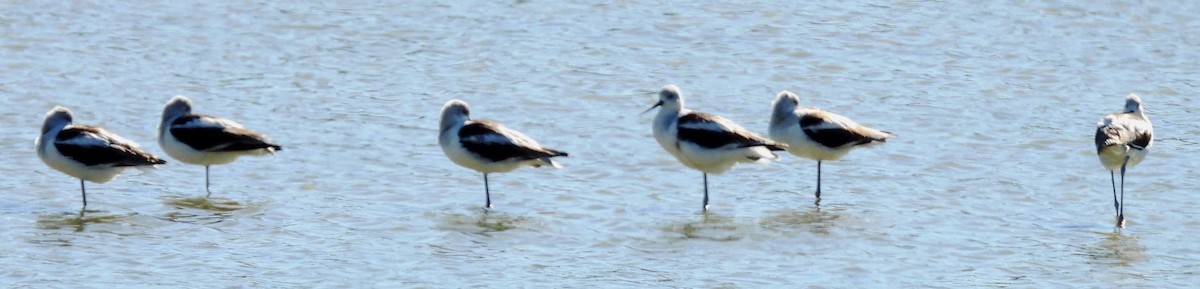 American Avocet - ML643089336