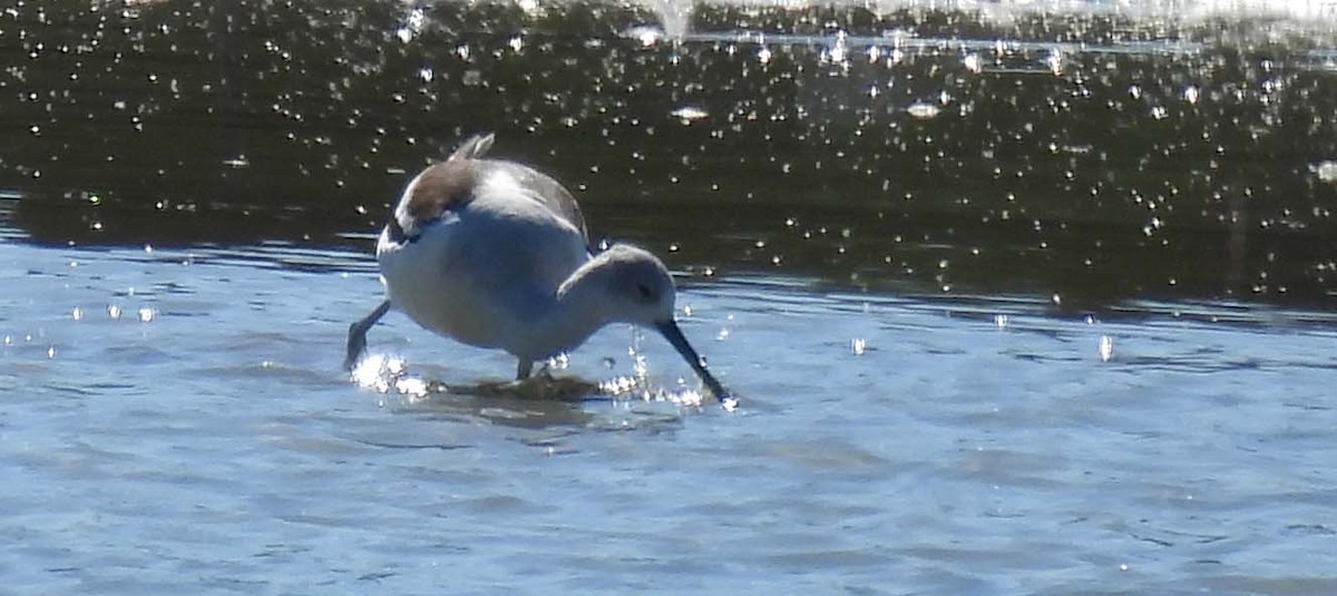 American Avocet - ML643089337