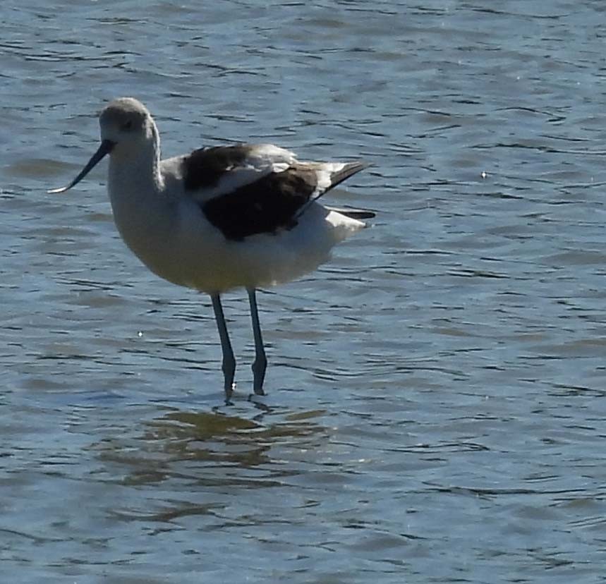 American Avocet - ML643089338