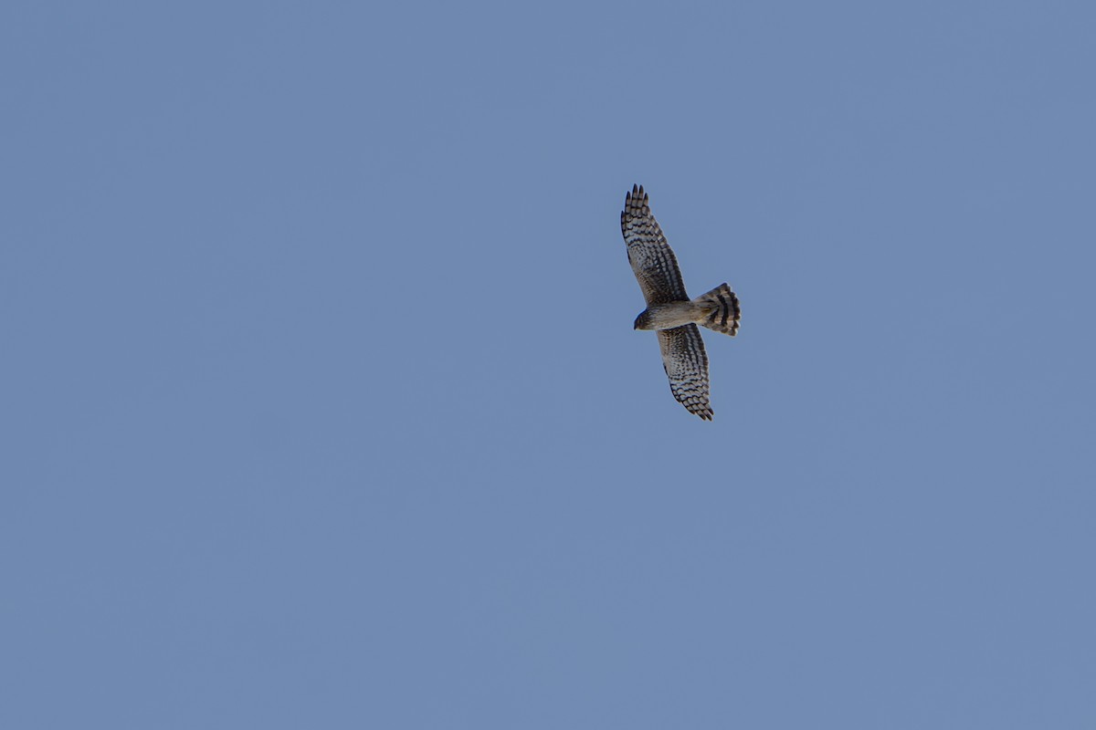 Northern Harrier - ML643089341