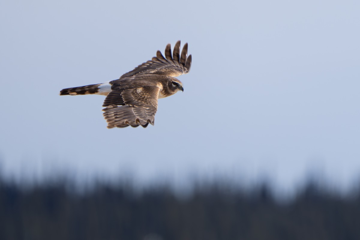 Northern Harrier - ML643089342
