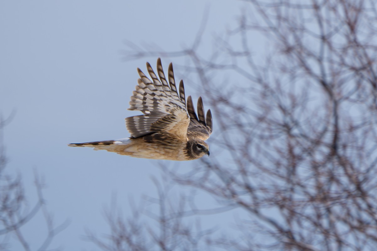 Northern Harrier - ML643089343