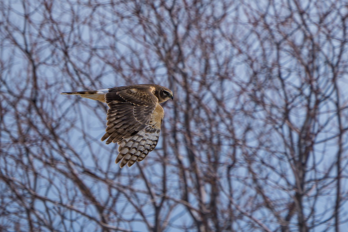 Northern Harrier - ML643089344