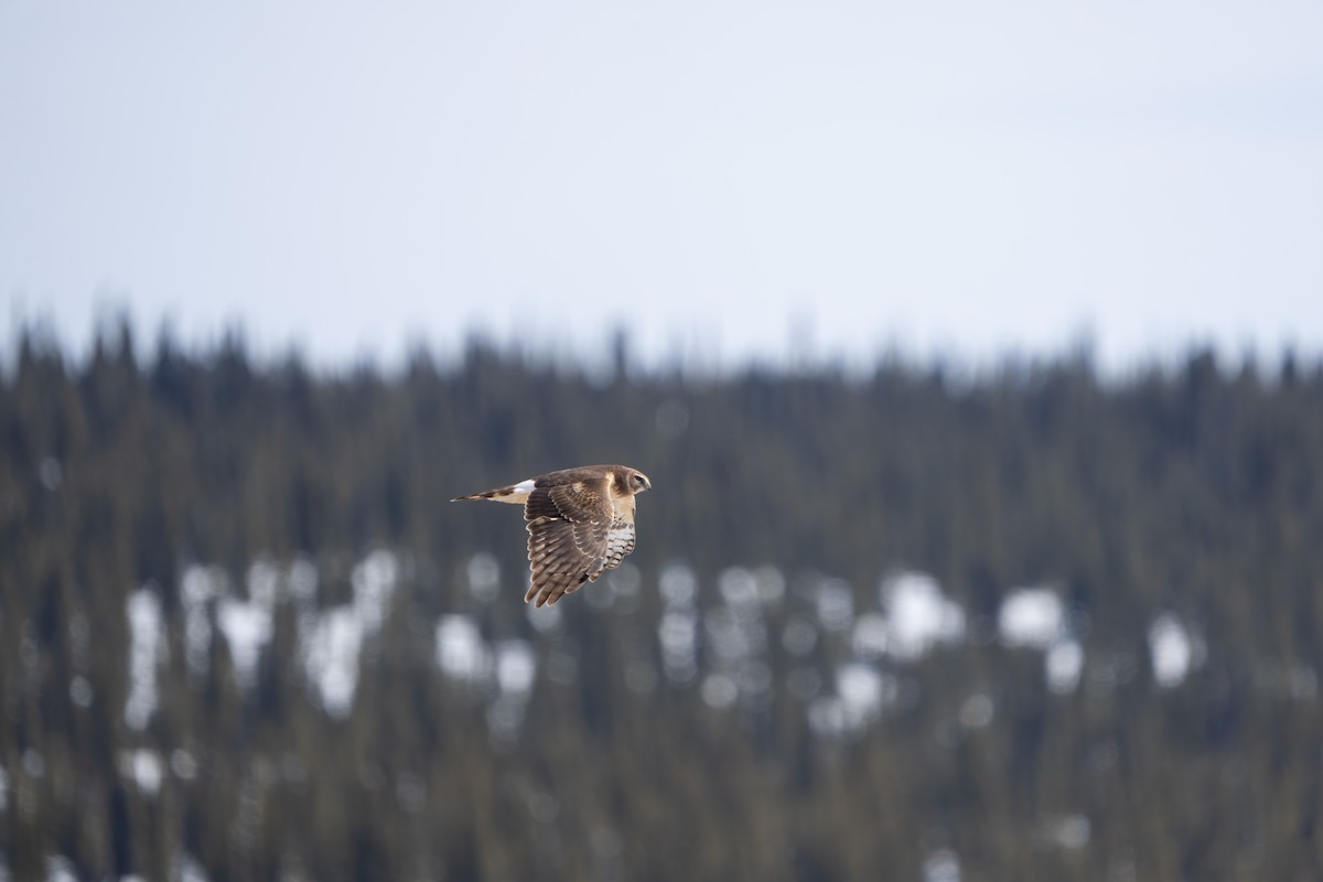 Northern Harrier - ML643089345