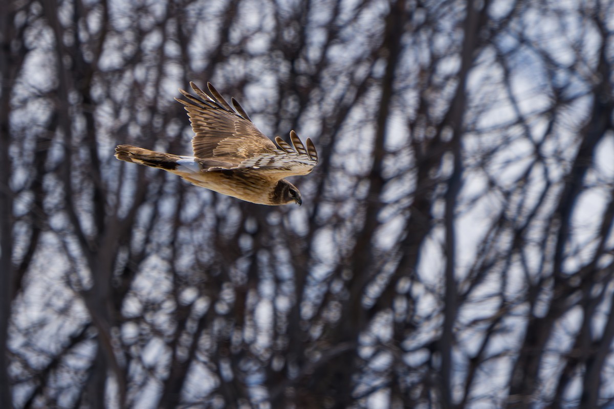 Northern Harrier - ML643089346