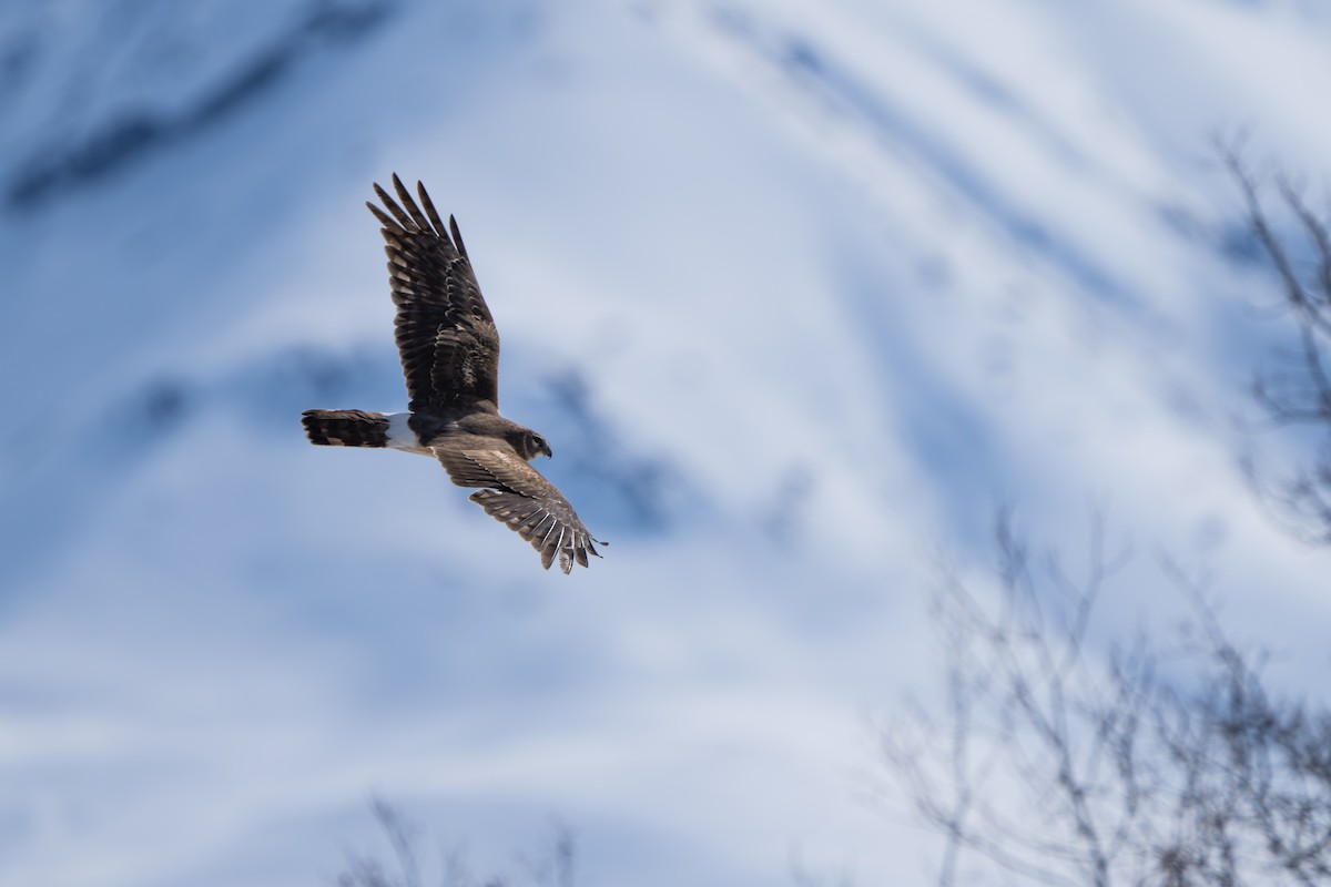 Northern Harrier - ML643089347