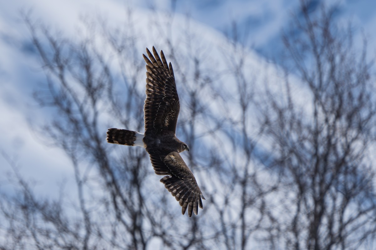 Northern Harrier - ML643089348