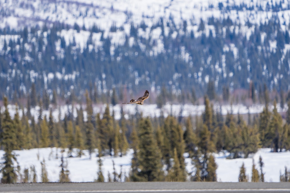 Northern Harrier - ML643089349