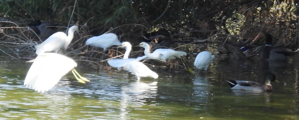 Great Egret - ML643089358