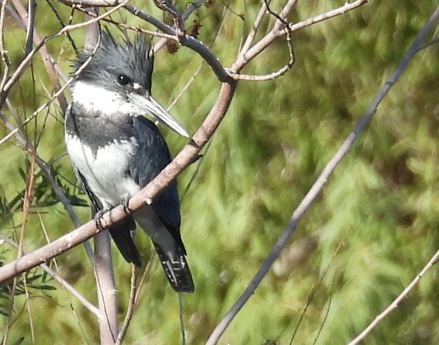 Belted Kingfisher - ML643089371