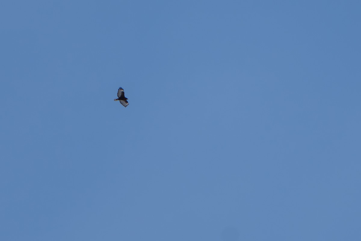 Red-tailed Hawk (Harlan's) - ML643089372