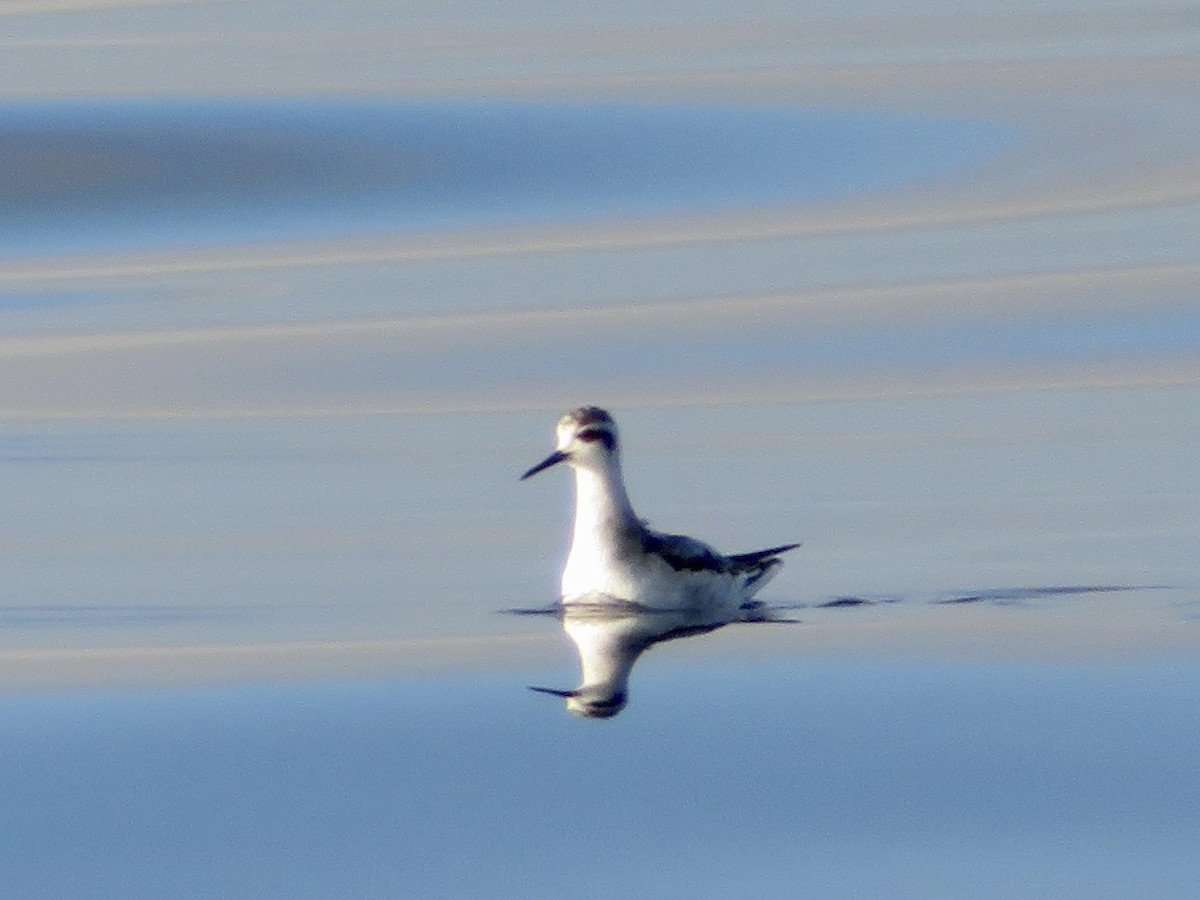 Red-necked Phalarope - ML643089375