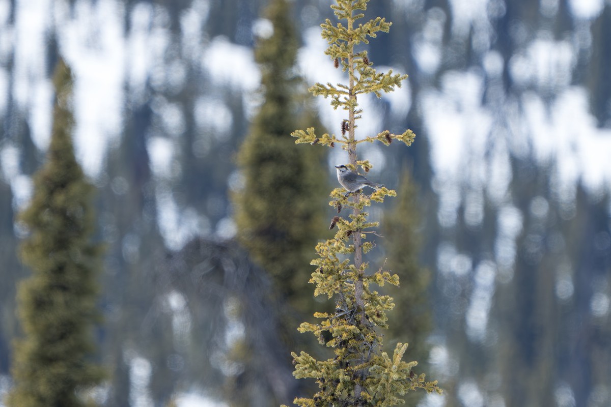 Canada Jay - ML643089382