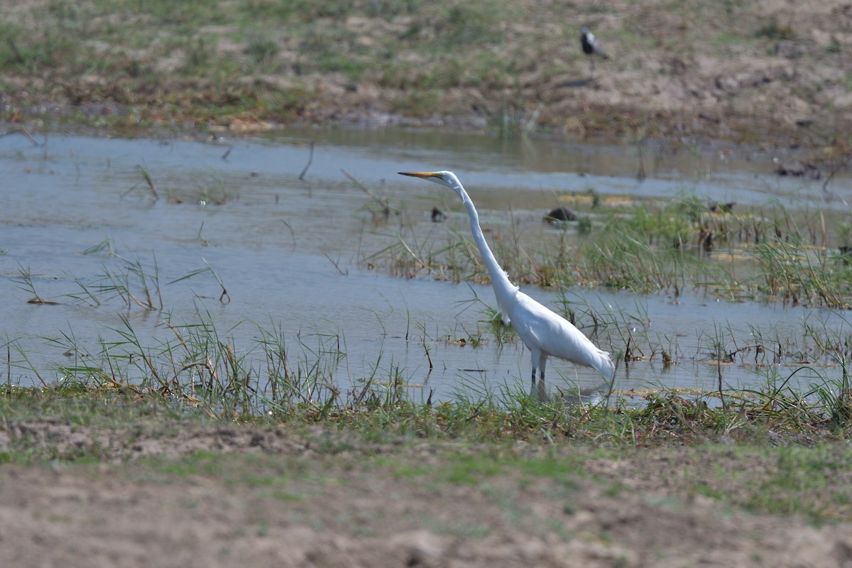 volavka bílá - ML643089384