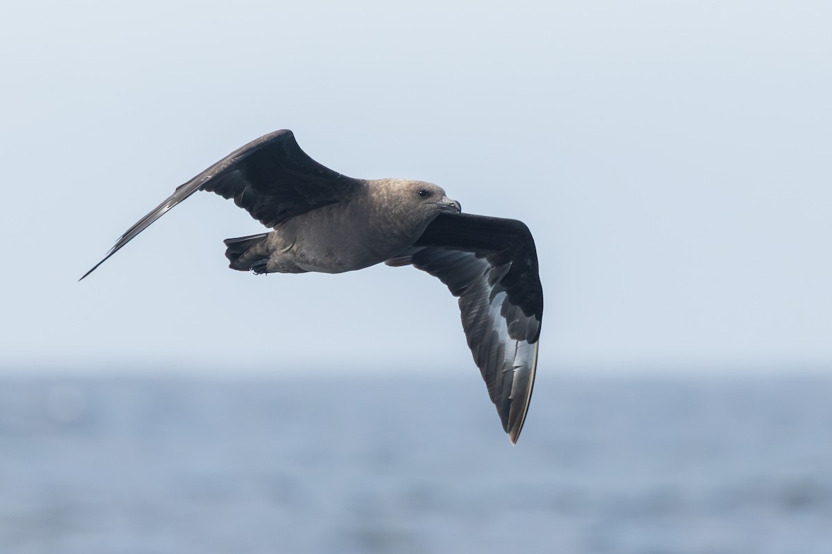 South Polar Skua - ML643089409