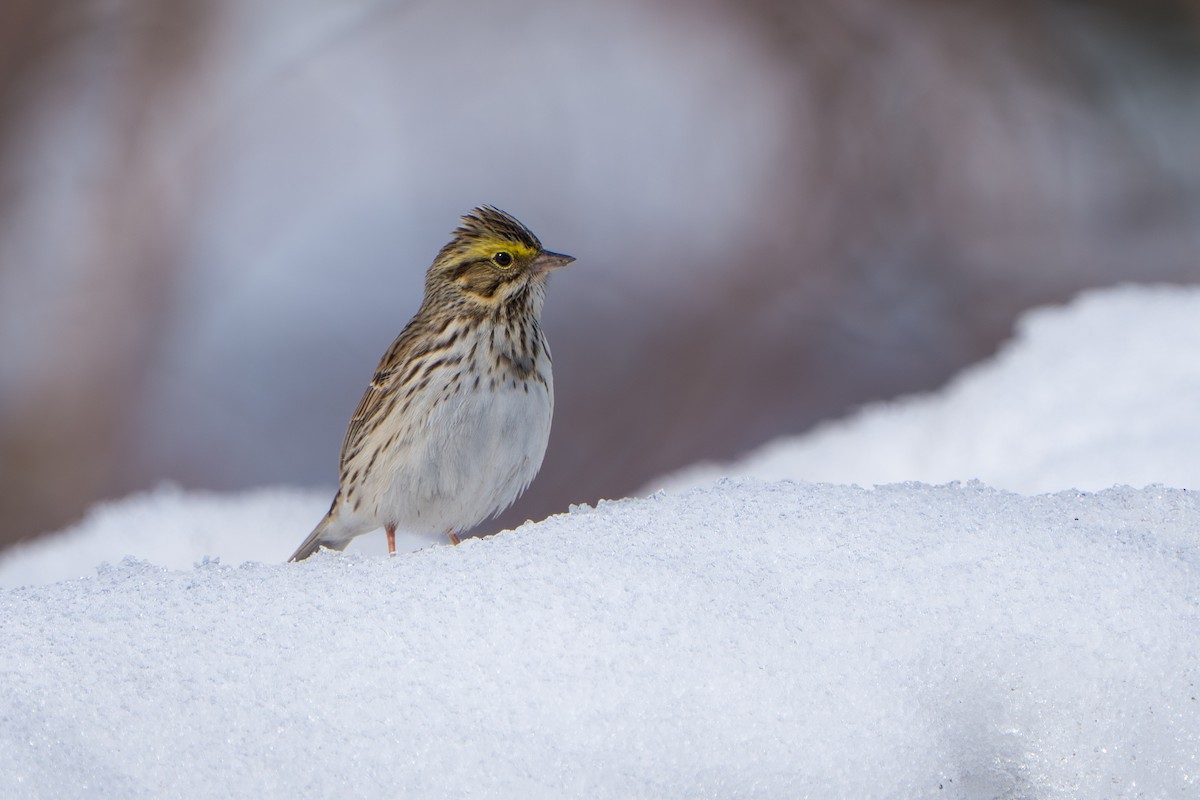 Savannah Sparrow - ML643089410