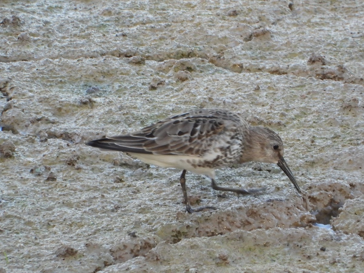Correlimos Común - ML643089416