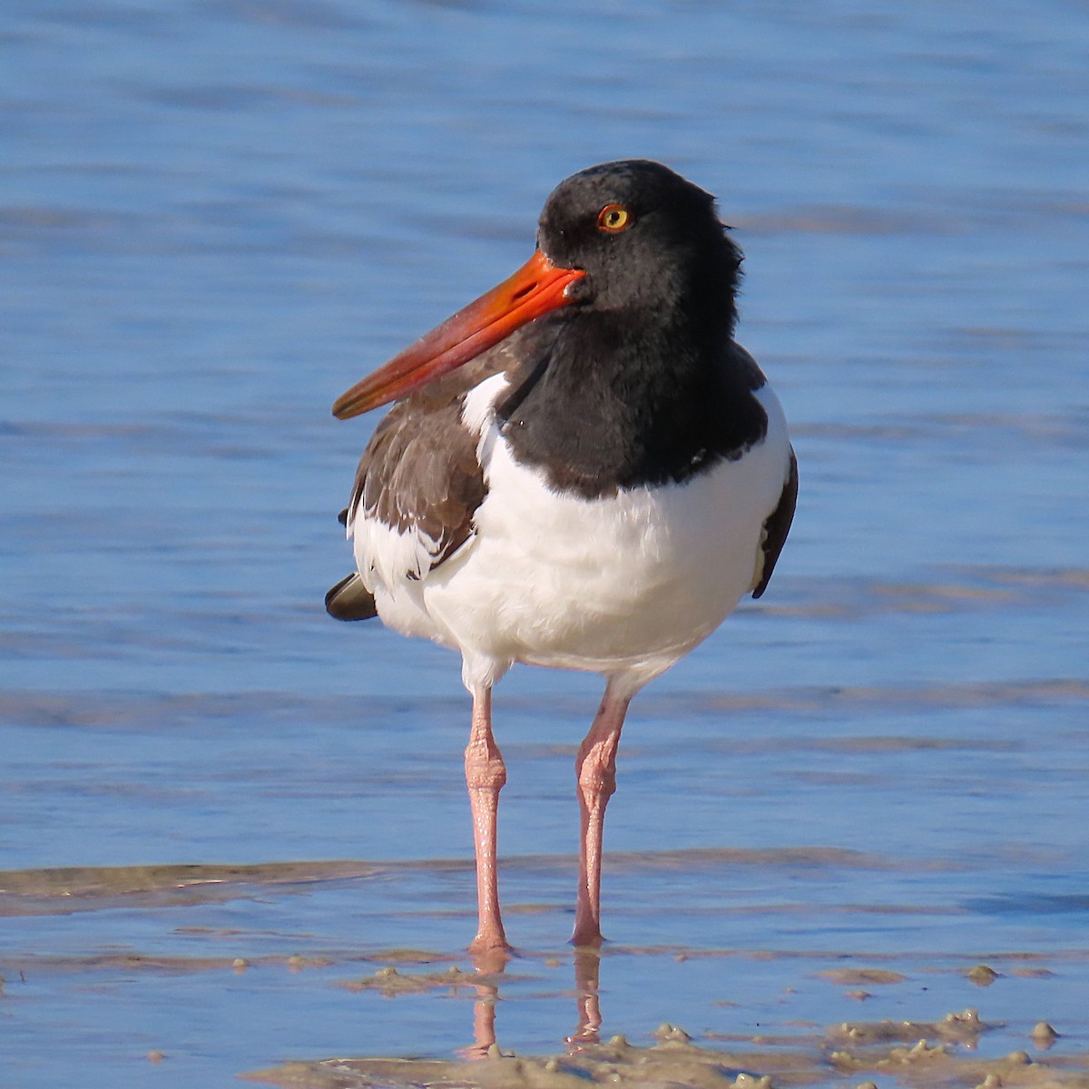 American Oystercatcher - ML643089422