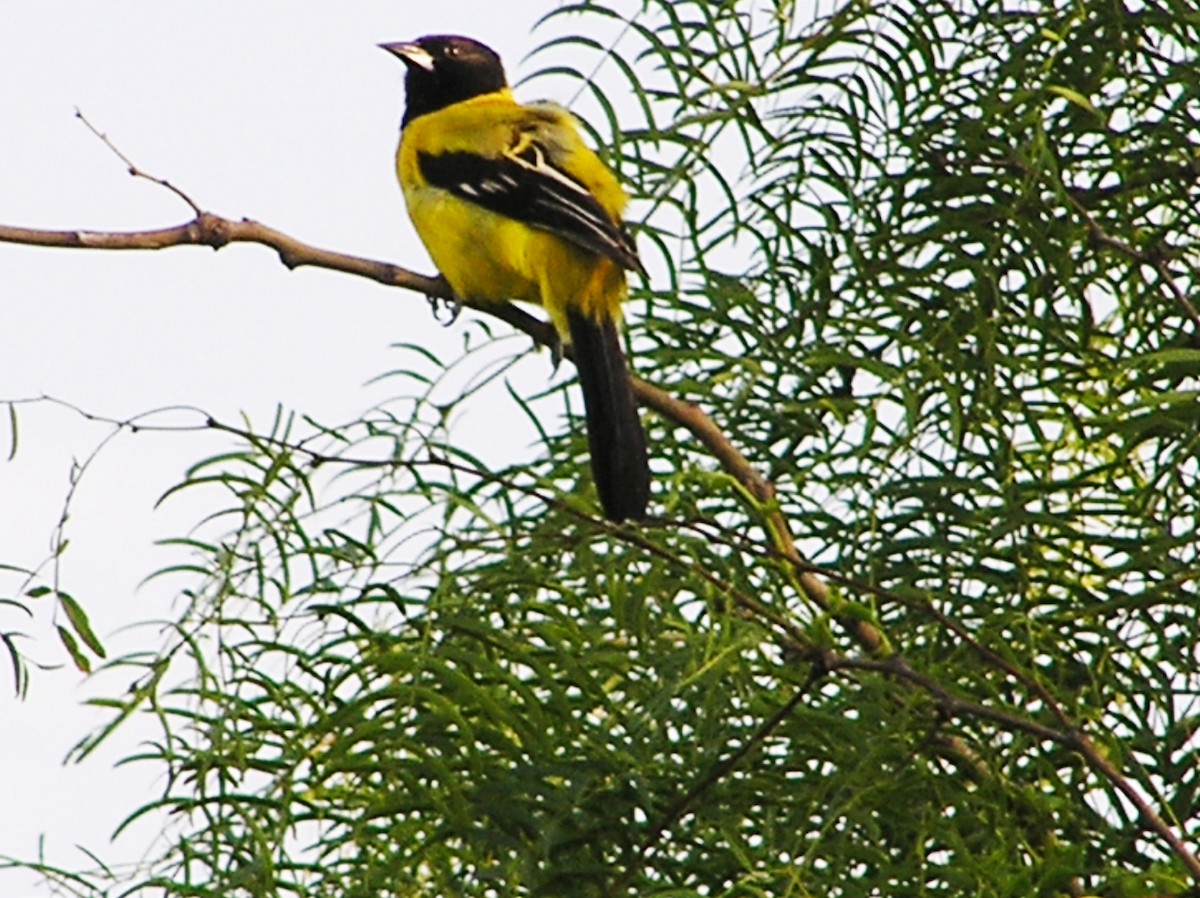 Audubon's Oriole - ML643089423