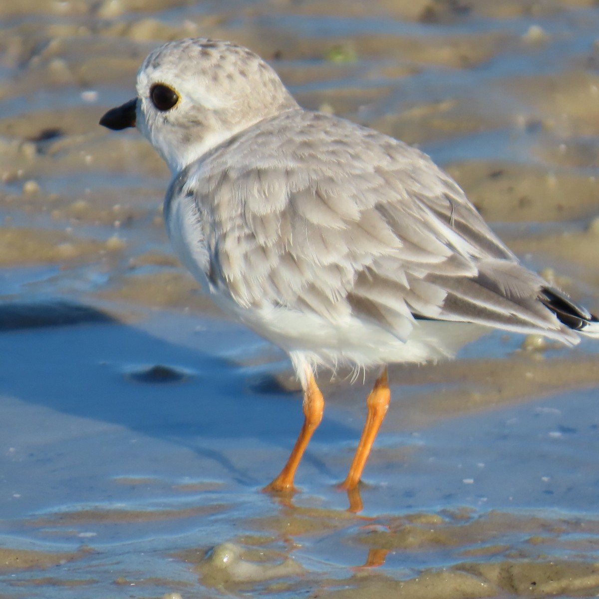 Piping Plover - ML643089431