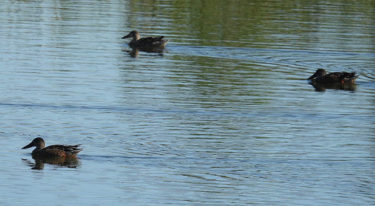 Northern Shoveler - ML643089462