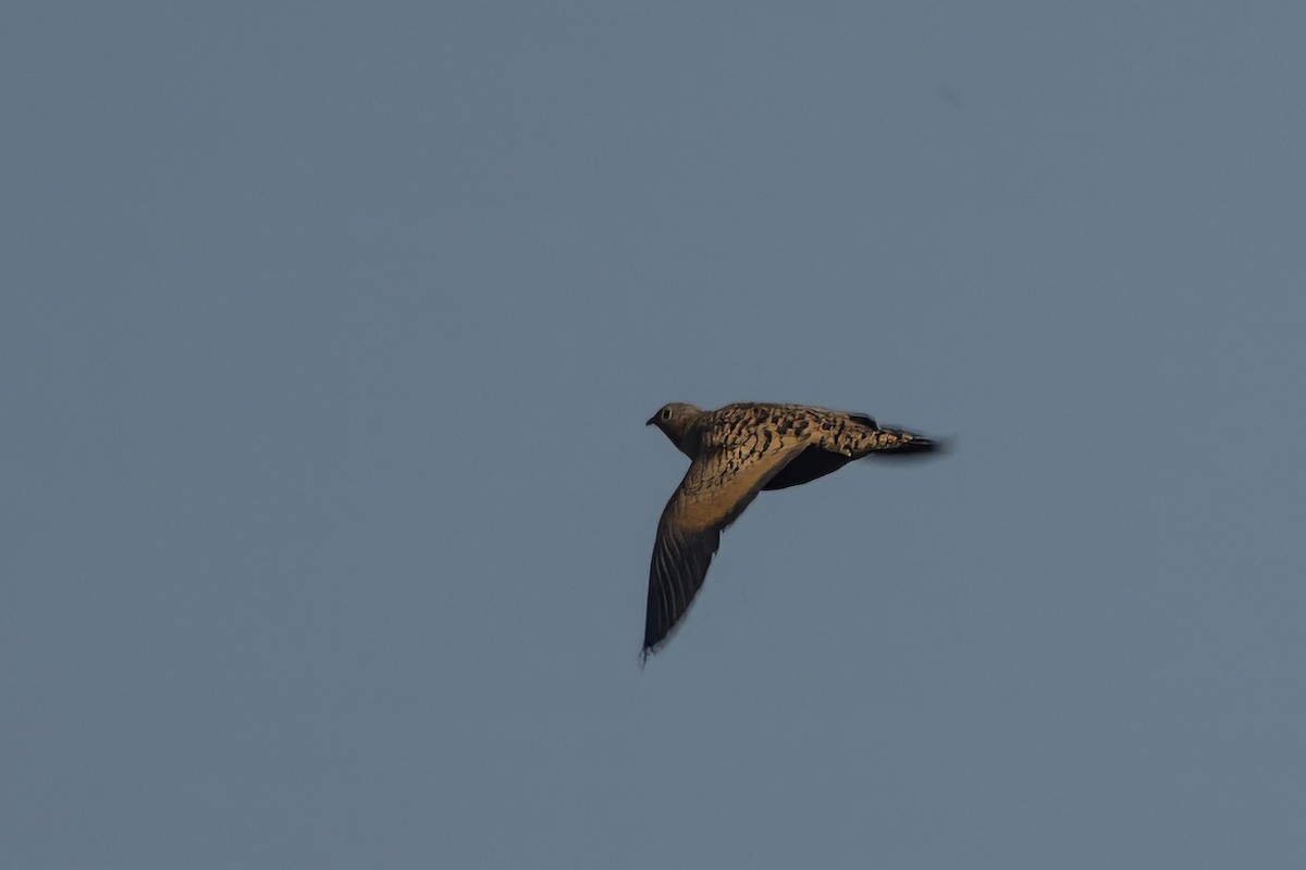 Black-bellied Sandgrouse - ML643089463